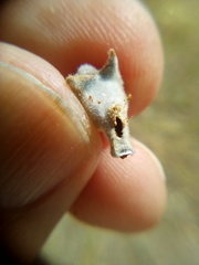 Argyroploce chlorosaris