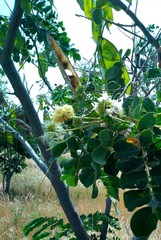 Albizia lebbeck