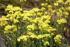 Glischrocaryon aureum