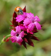 Dianthus cruentus