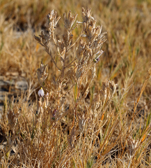 Chloropyron maritimum canescens