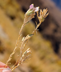 Chloropyron maritimum canescens