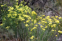 Glischrocaryon aureum