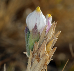 Chloropyron maritimum canescens