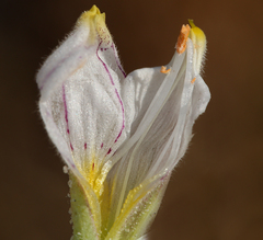 Chloropyron maritimum canescens