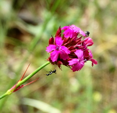Dianthus cruentus