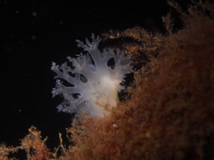 Dendronotus