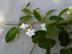 Stephanotis floribunda