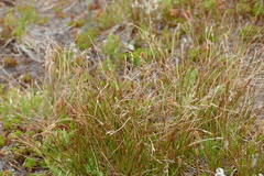 Juncus parryi
