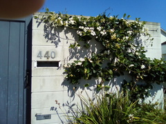 Stephanotis floribunda