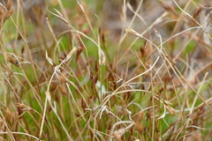 Juncus parryi