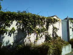 Stephanotis floribunda