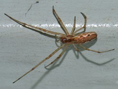 Tetragnatha versicolor