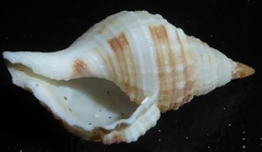 Monoplex aquatilis