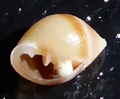 Allochroa layardi