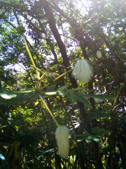 Zapoteca portoricensis