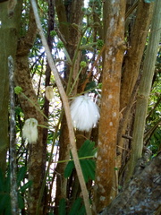 Zapoteca portoricensis