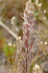 Castilleja parviflora albida