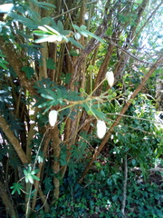 Zapoteca portoricensis
