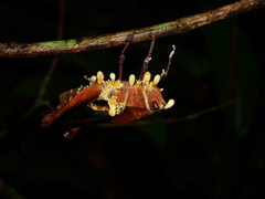 Beauveria locustiphila