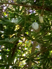 Zapoteca portoricensis