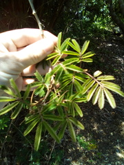 Zapoteca portoricensis