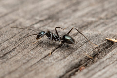 Leptomyrmex burwelli