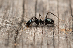 Leptomyrmex burwelli