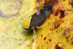 Brunotartessus fulvus