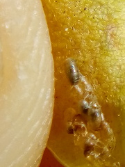 Platygaster robiniae