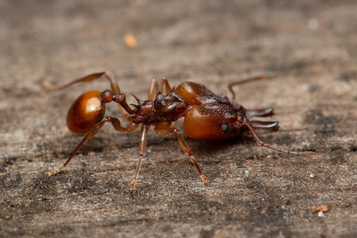 Orectognathus versicolor