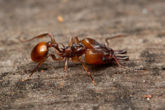 Orectognathus versicolor