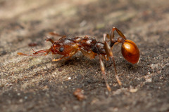 Orectognathus versicolor