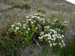 Veronica rakaiensis