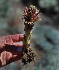 Aphyllon californicum feudgei