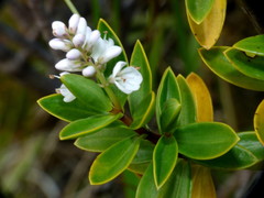 Veronica rakaiensis