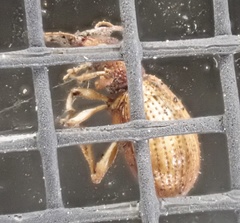 Myosides seriehispidus