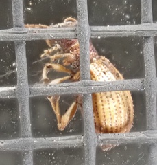 Myosides seriehispidus