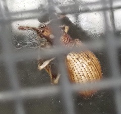 Myosides seriehispidus