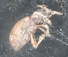 Myosides seriehispidus