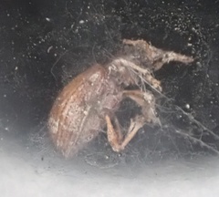 Myosides seriehispidus