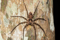 Heteropoda procera