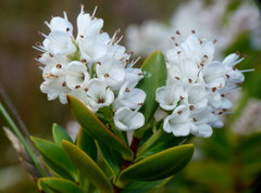 Veronica rakaiensis