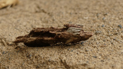 Pentobesa inexpectata