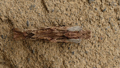 Pentobesa inexpectata