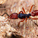 Ant Superfamily - Photo (c) Mark Ayers, some rights reserved (CC BY-NC), uploaded by Mark Ayers