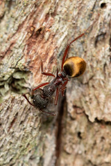 Dolichoderus extensispinus