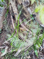 Vittaria lineata image