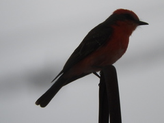 Pyrocephalus rubinus