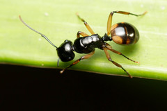 Polyrhachis flavibasis